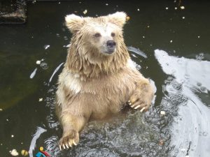 Белокоготный медведь фото